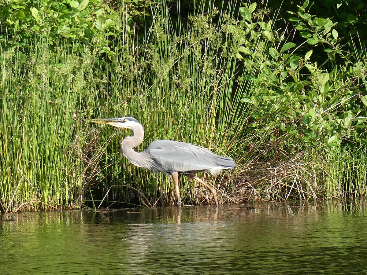 Great Blue Heron - ML634719988