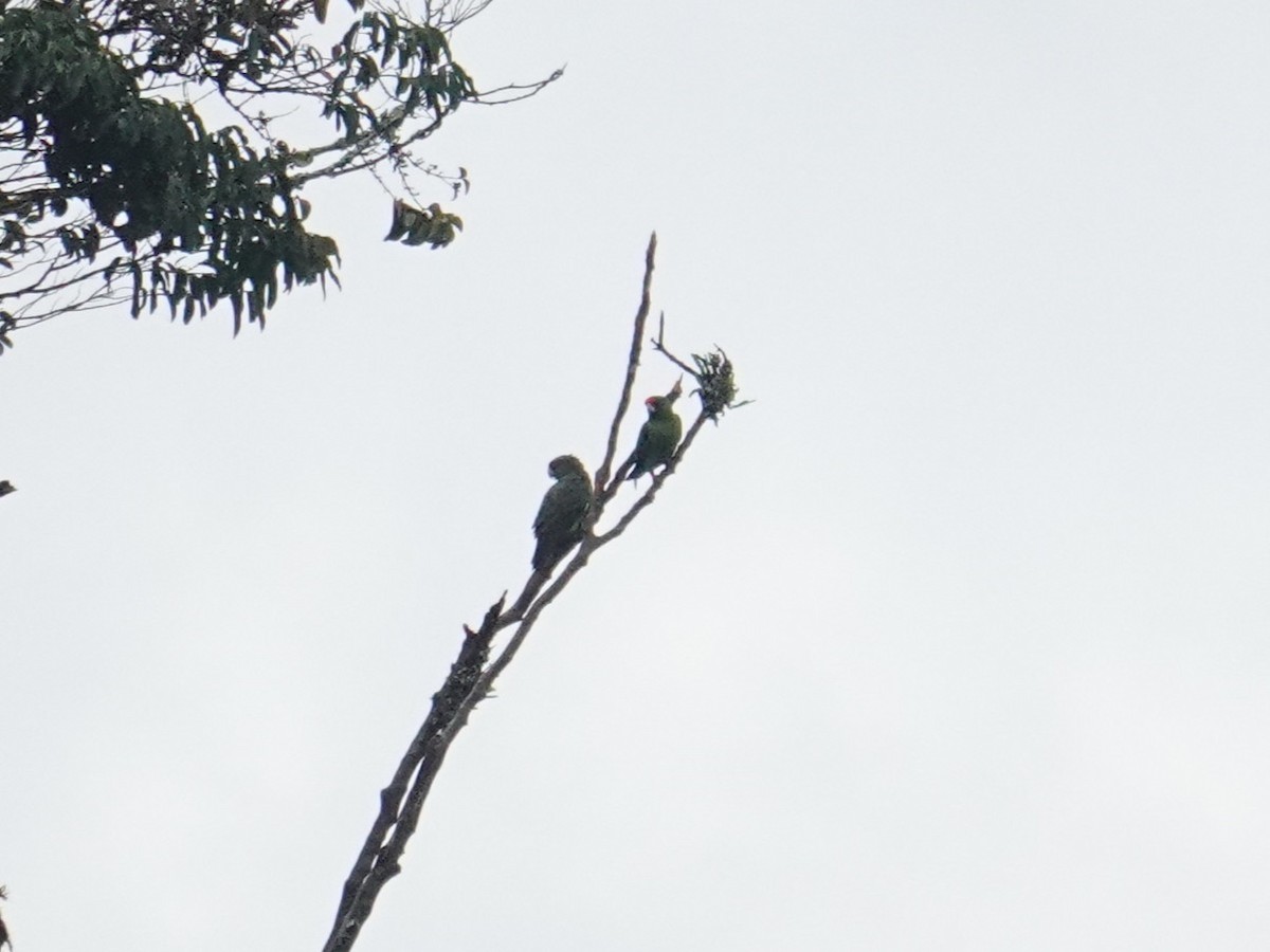 Red-fronted Parrot - ML634720025