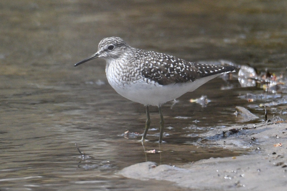 Solitary Sandpiper - ML634720130