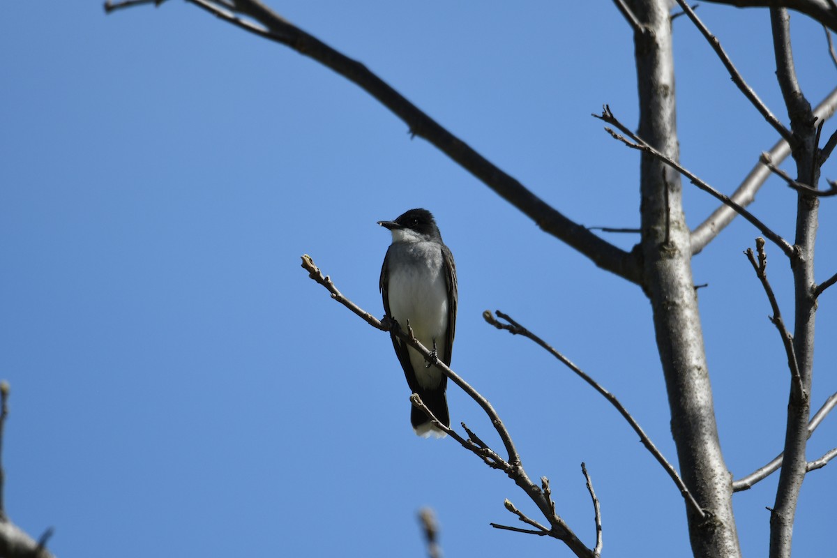 Eastern Kingbird - ML634720139