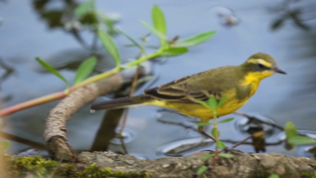 Eastern Yellow Wagtail (Green-headed) - ML634720231