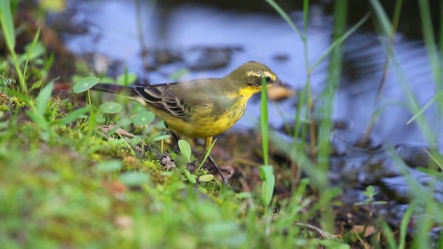 Eastern Yellow Wagtail (Green-headed) - ML634720253
