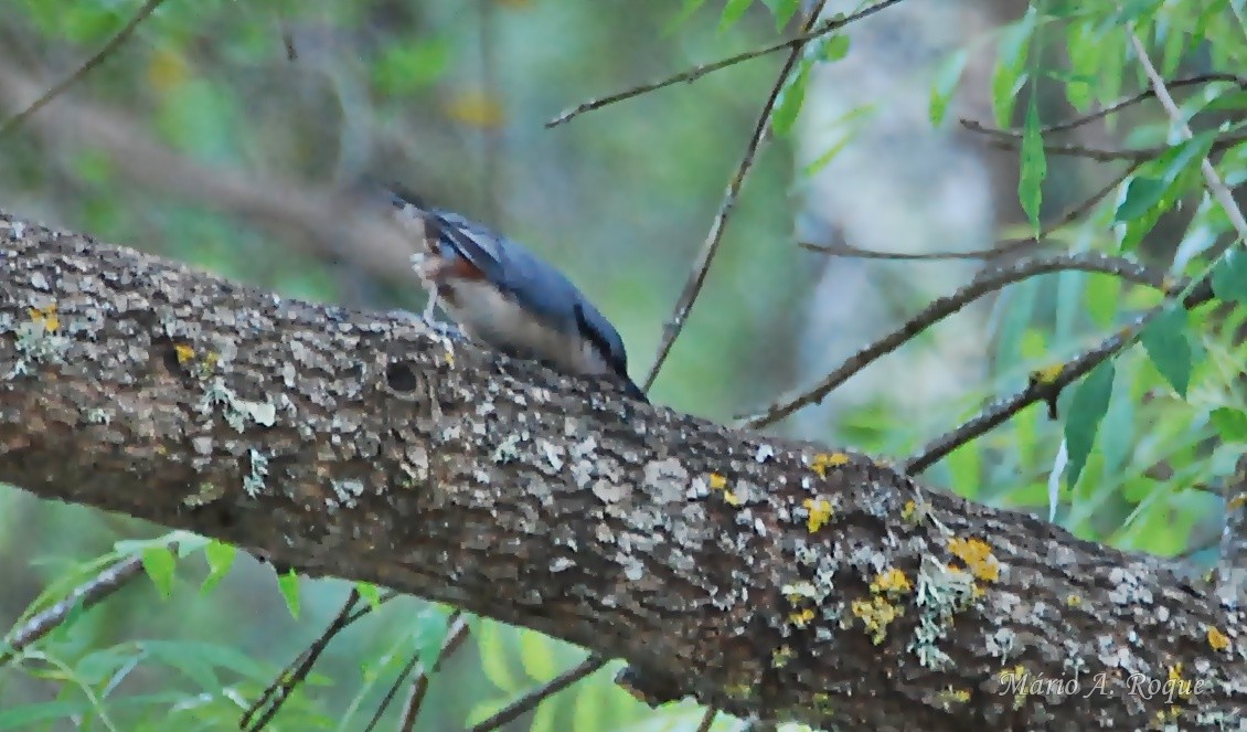 Garrapo eurasiarra - ML634720306