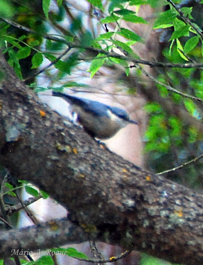 Garrapo eurasiarra - ML634720307