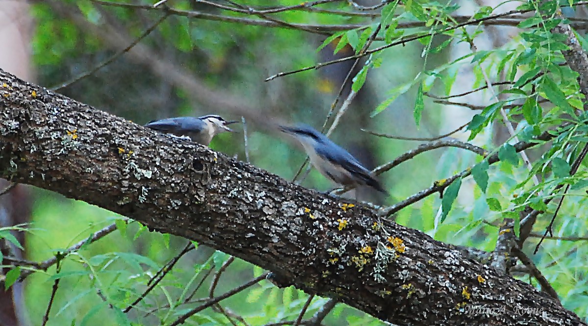 Garrapo eurasiarra - ML634720308