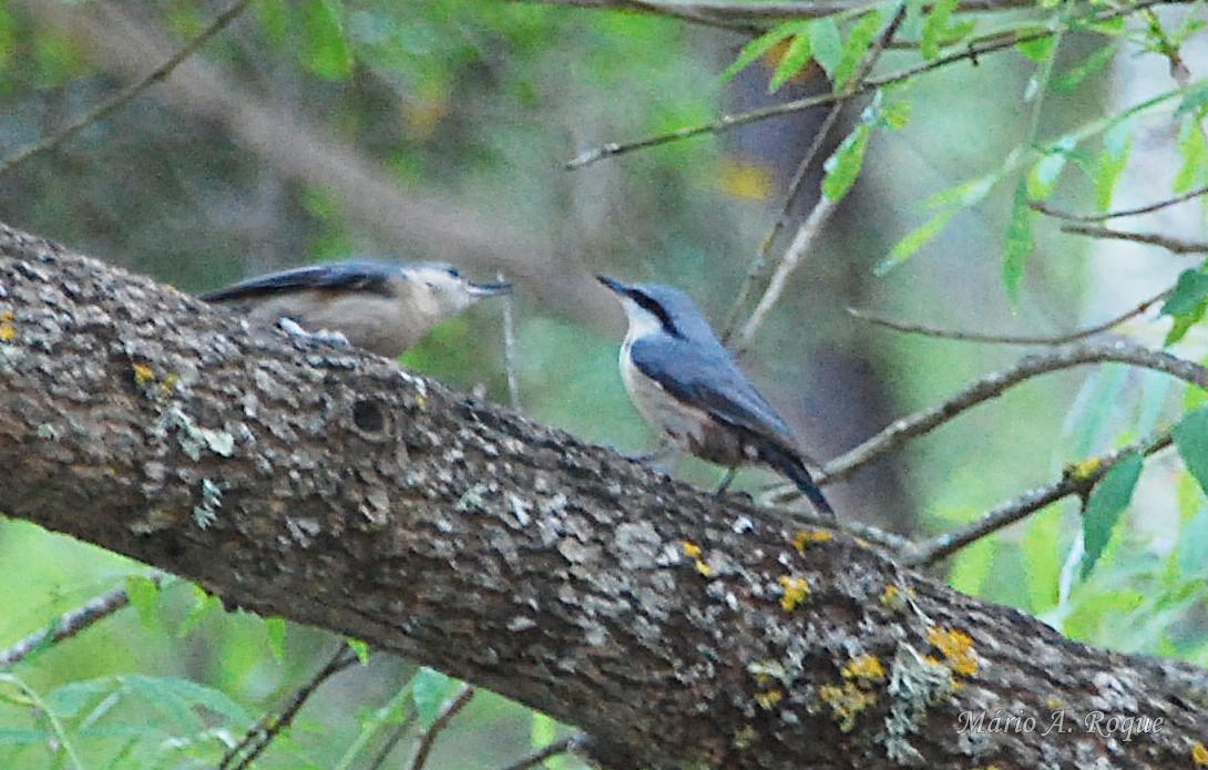 Garrapo eurasiarra - ML634720309