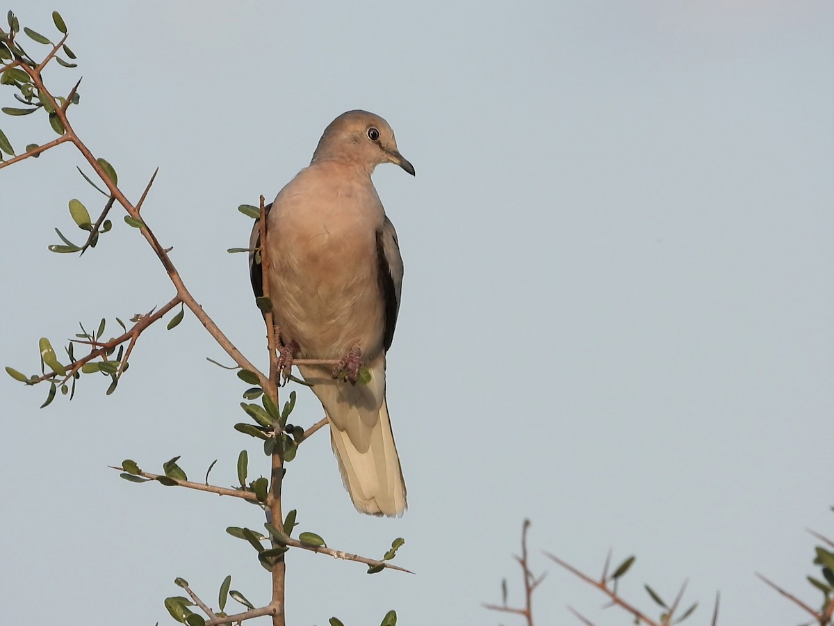 Picui Ground Dove - ML634720351