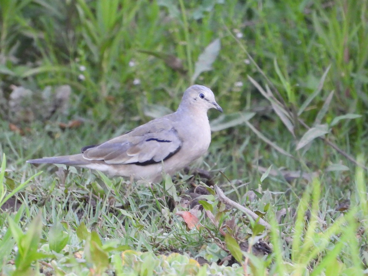 Picui Ground Dove - ML634720352