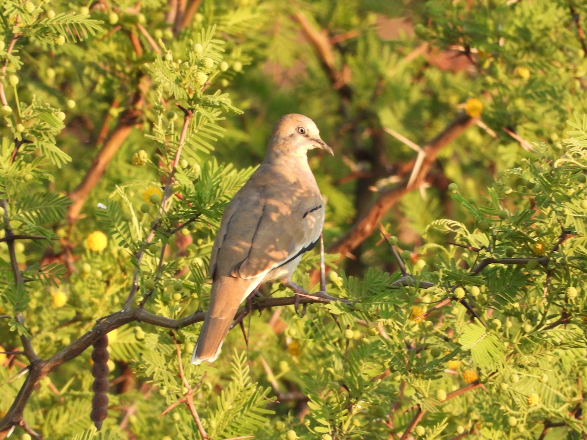 Picui Ground Dove - ML634720353