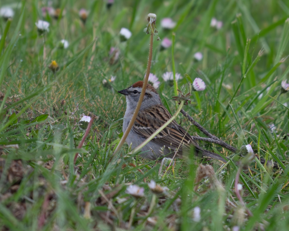 Chipping Sparrow - ML634720378