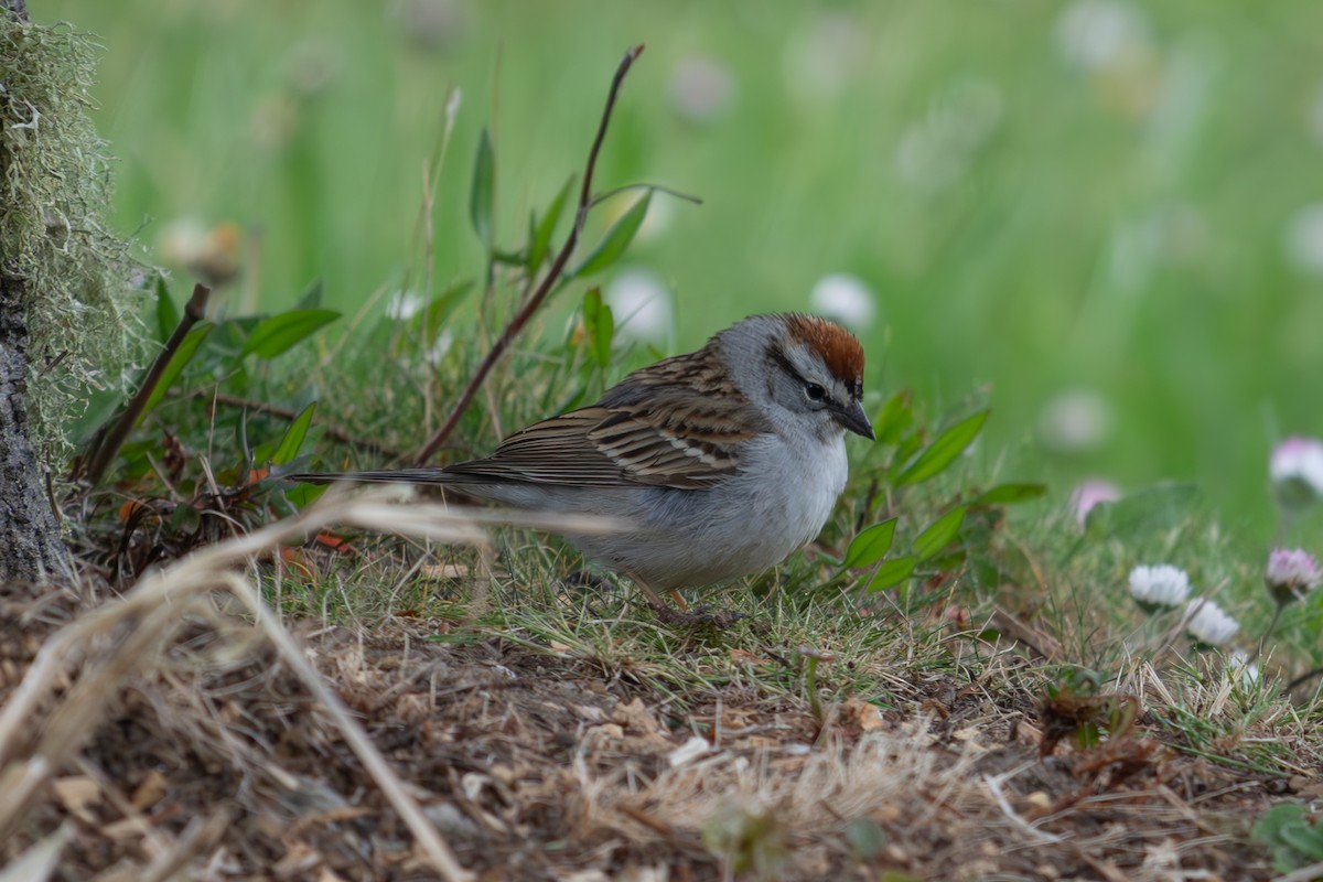 Chipping Sparrow - ML634720379