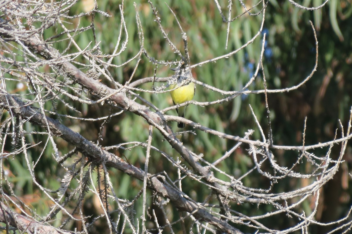 Western Kingbird - ML634720402