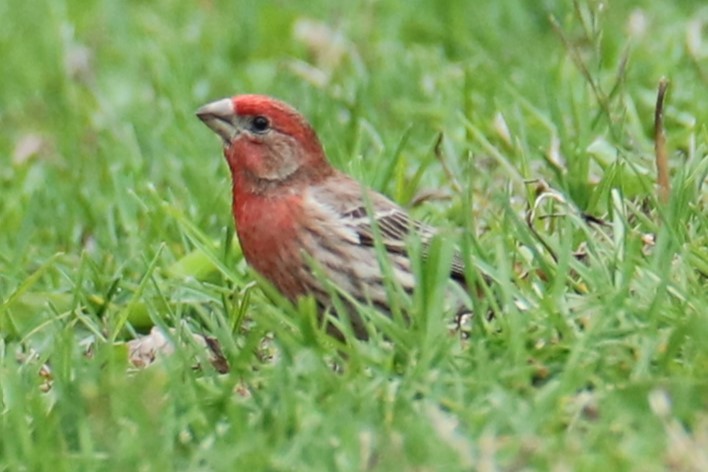 House Finch - ML634720475