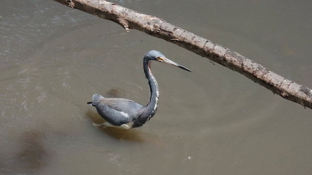 サンショクサギ - ML634720641