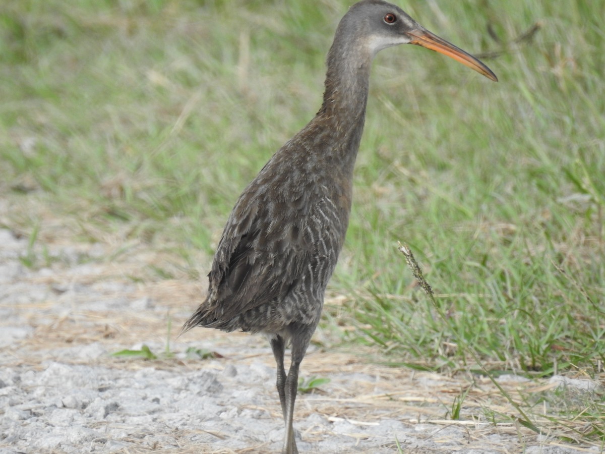 Clapper Rail - Shea Tiller