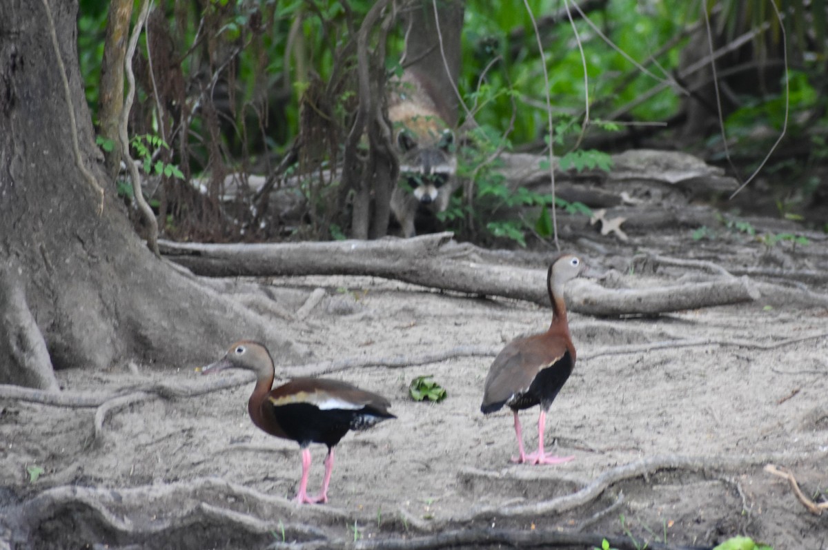 Black-bellied Whistling-Duck - ML634720757