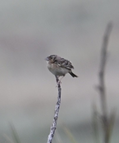 Grasshopper Sparrow - ML634721085