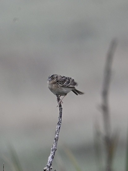 Grasshopper Sparrow - ML634721086