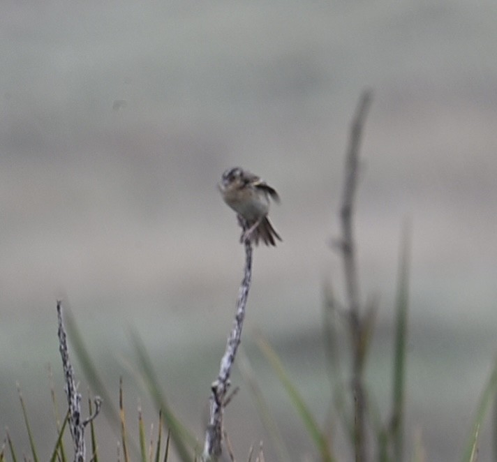 Grasshopper Sparrow - ML634721087
