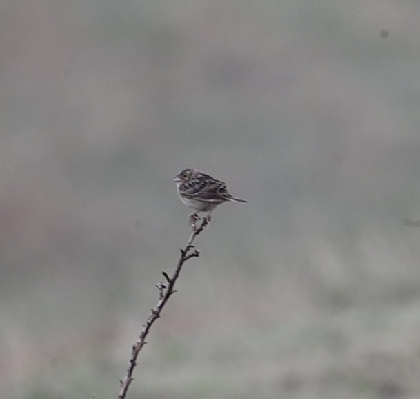 Grasshopper Sparrow - ML634721104