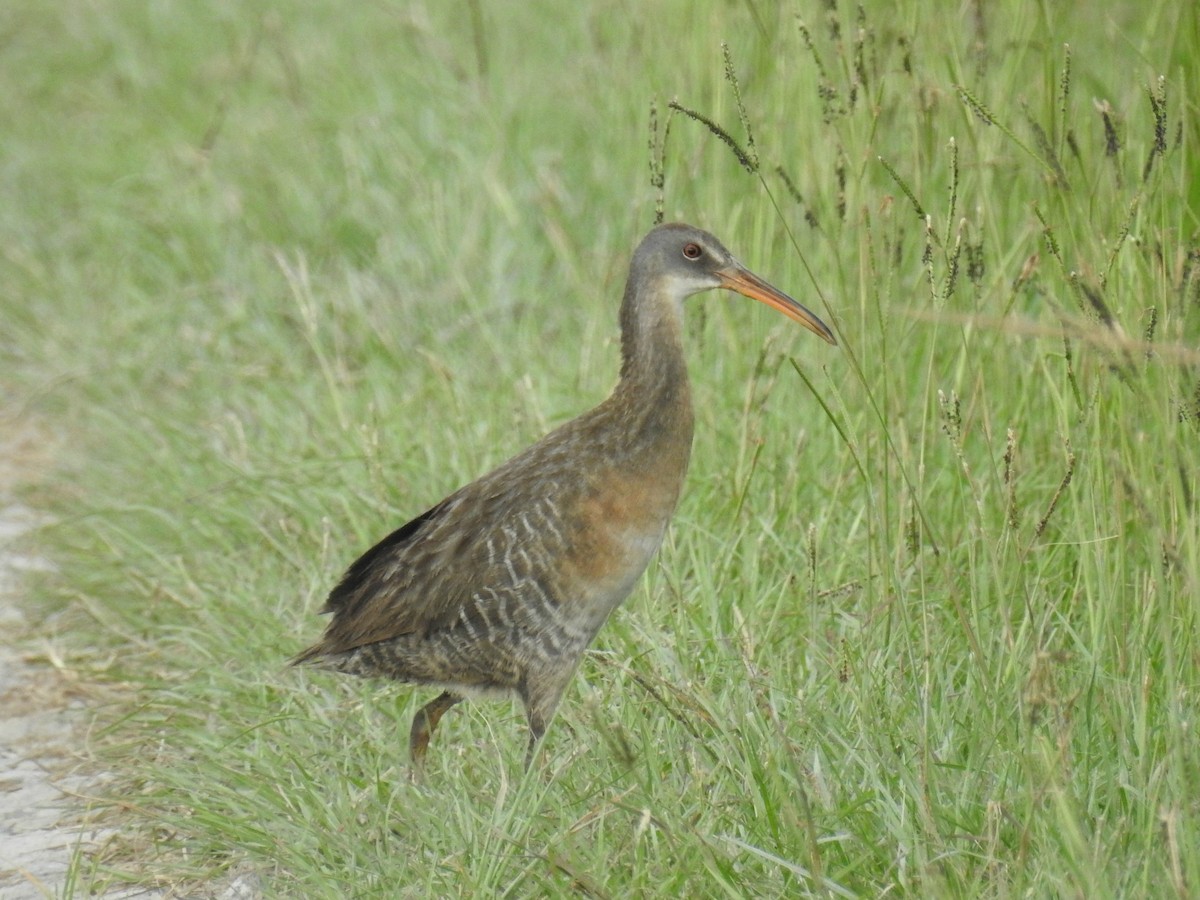 Clapper Rail - Shea Tiller