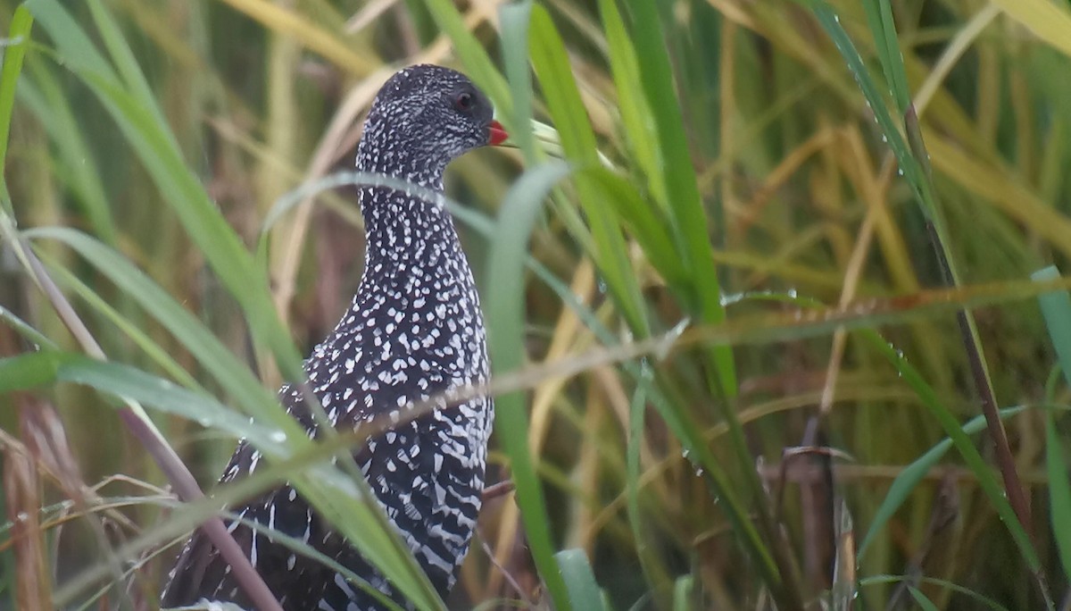 Spotted Rail - ML634721126