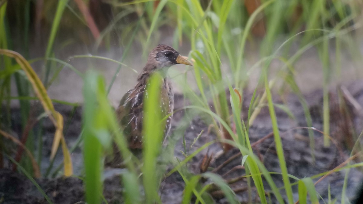Sora uroilanda - ML634721180