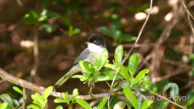 Sardinian Warbler - ML634721209