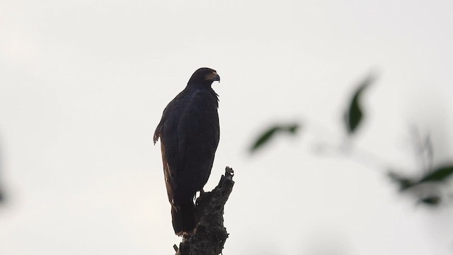 káně tmavá (ssp. anthracinus) - ML634721286