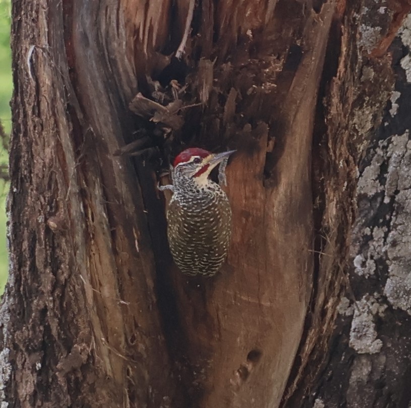 Nubian Woodpecker - ML634721304