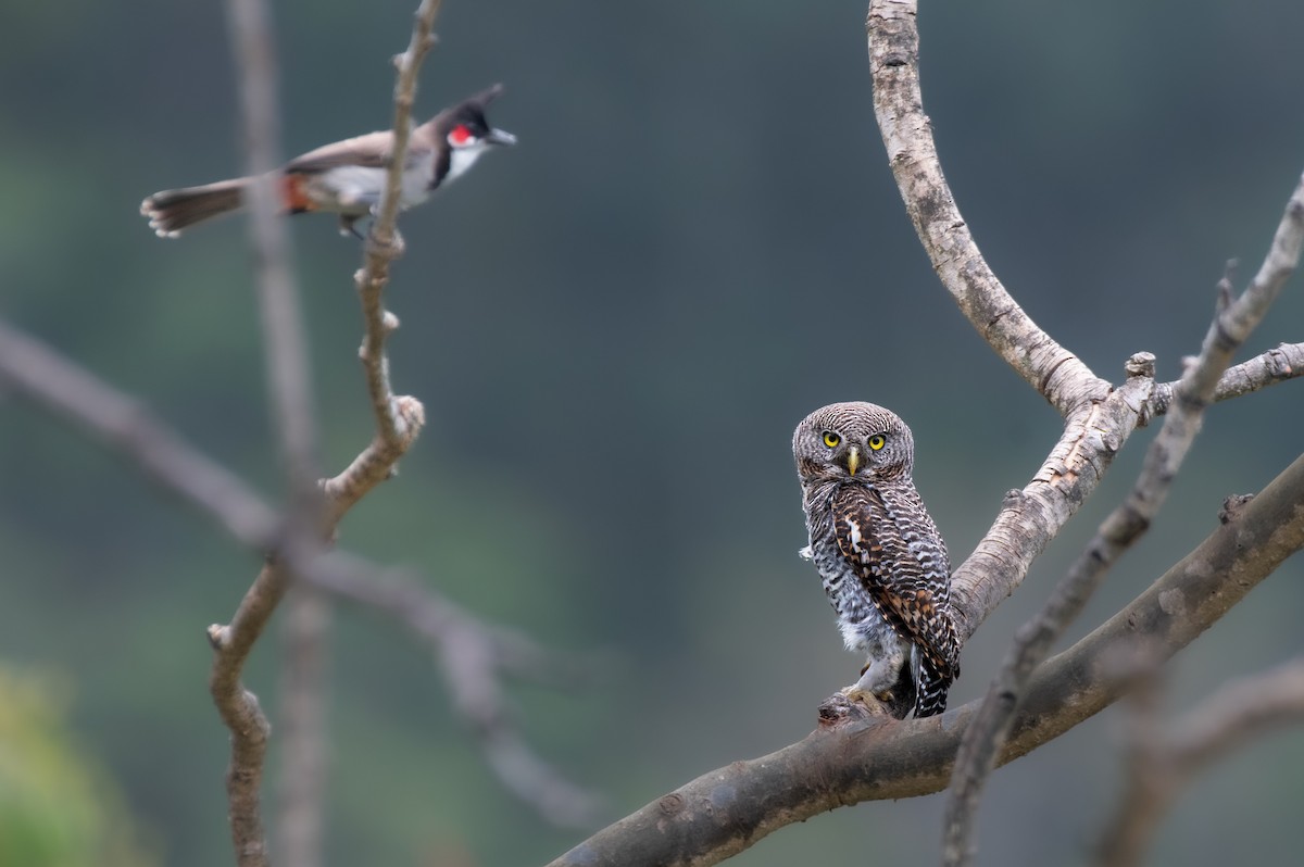 Jungle Owlet - ML634721430