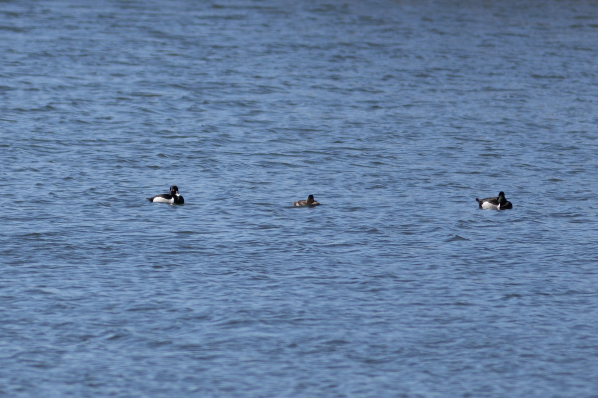 Ring-necked Duck - ML634721513
