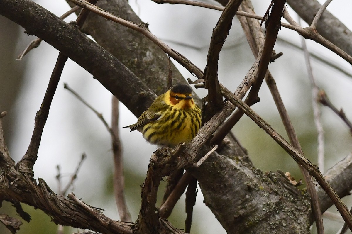 Cape May Warbler - ML634721580
