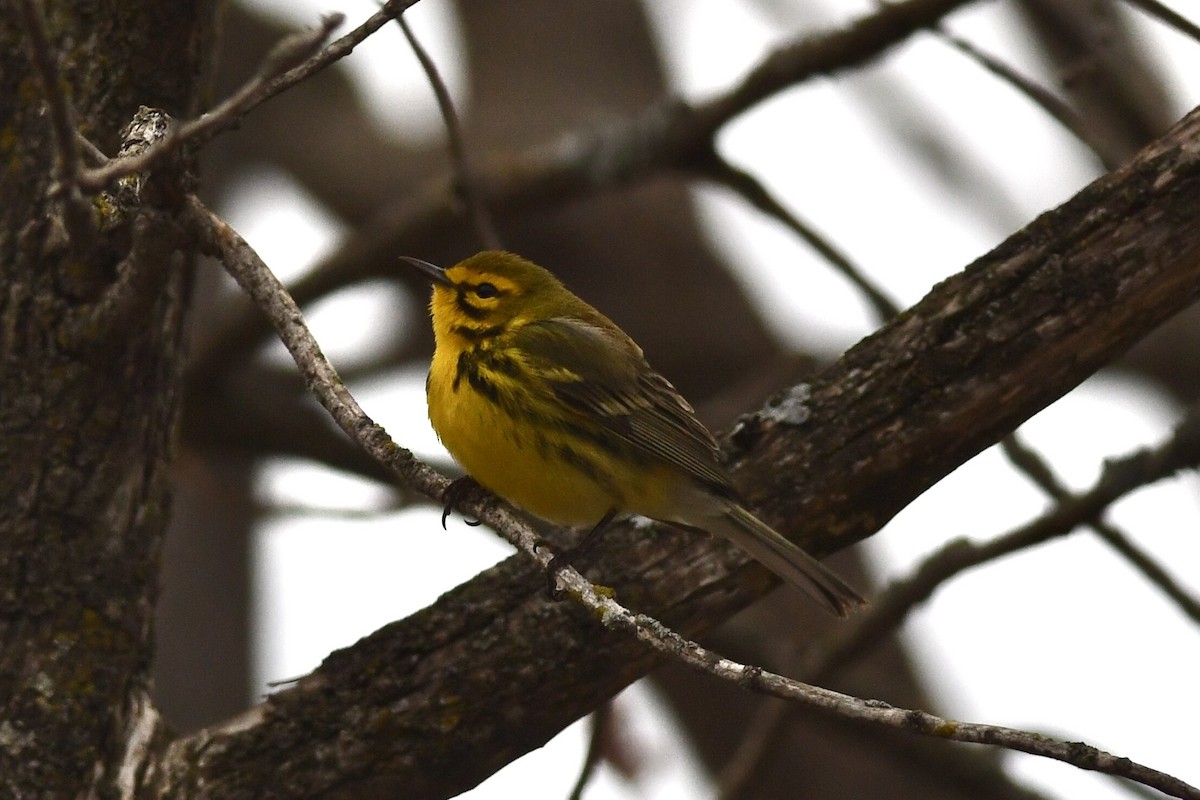 Prairie Warbler - ML634721585