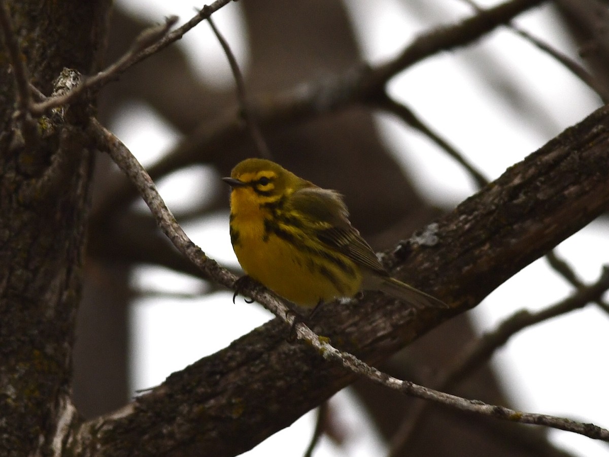 Prairie Warbler - ML634721586