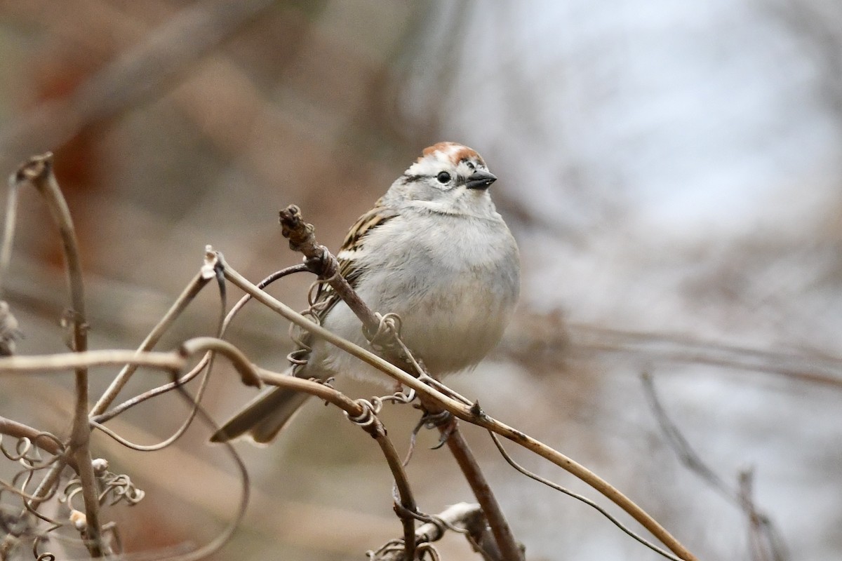 Chipping Sparrow - ML634721630