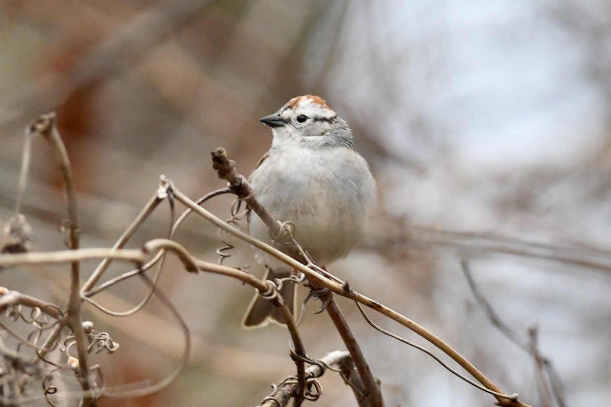 Chipping Sparrow - ML634721631