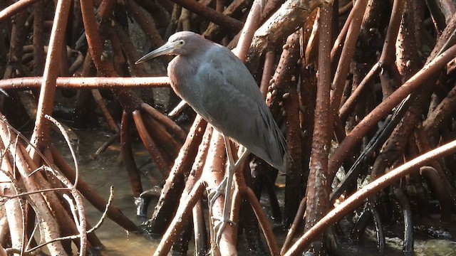 Little Blue Heron - ML634721680