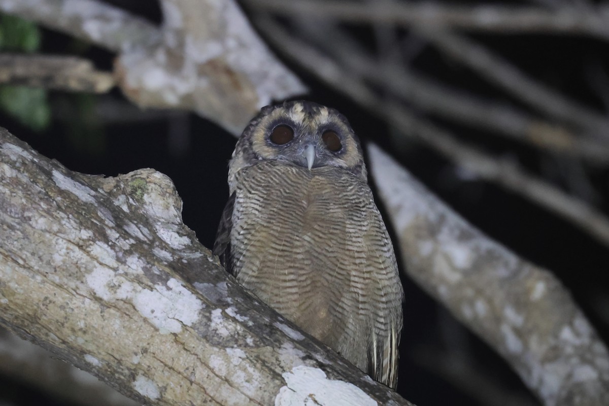 Brown Wood-Owl (Brown) - ML634721714