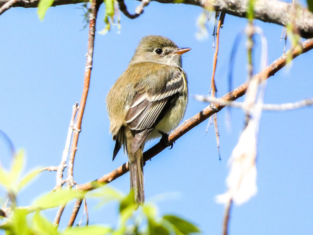 Least Flycatcher - ML634721783
