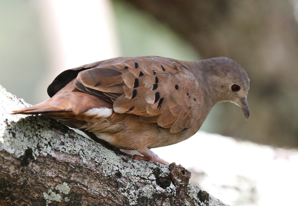 Ruddy Ground Dove - ML634721891