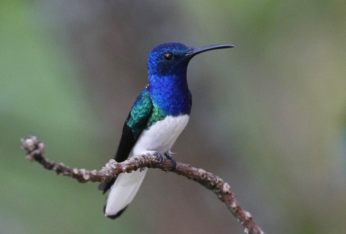 White-necked Jacobin - ML634721908