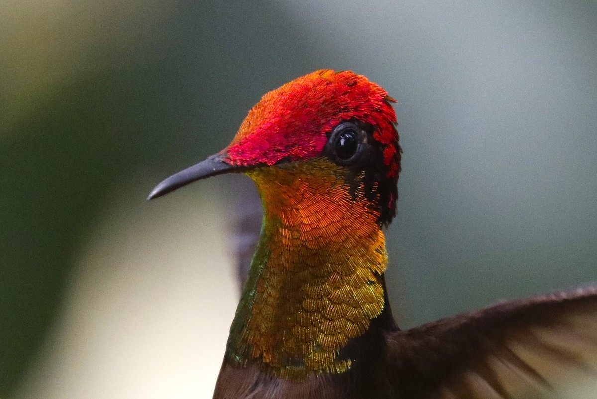 Ruby-topaz Hummingbird - ML634721928