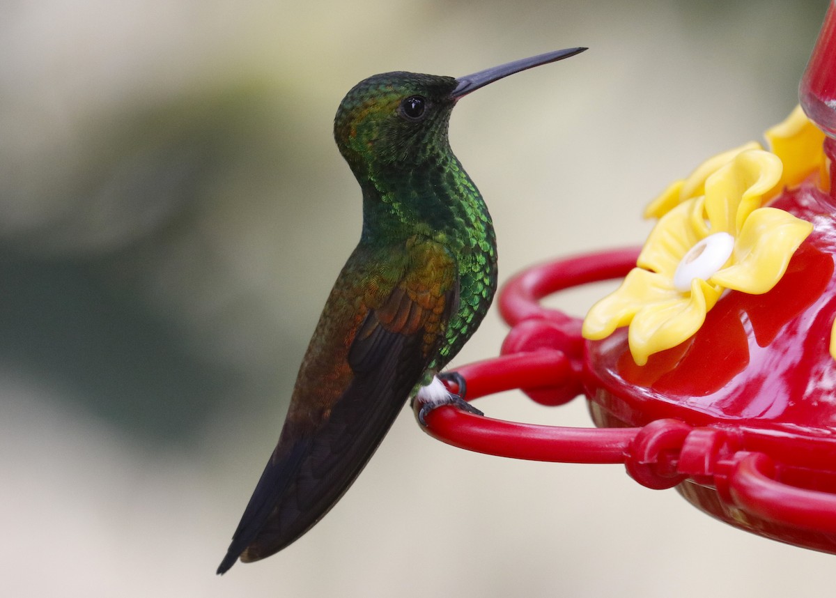 Copper-rumped Hummingbird - ML634721939