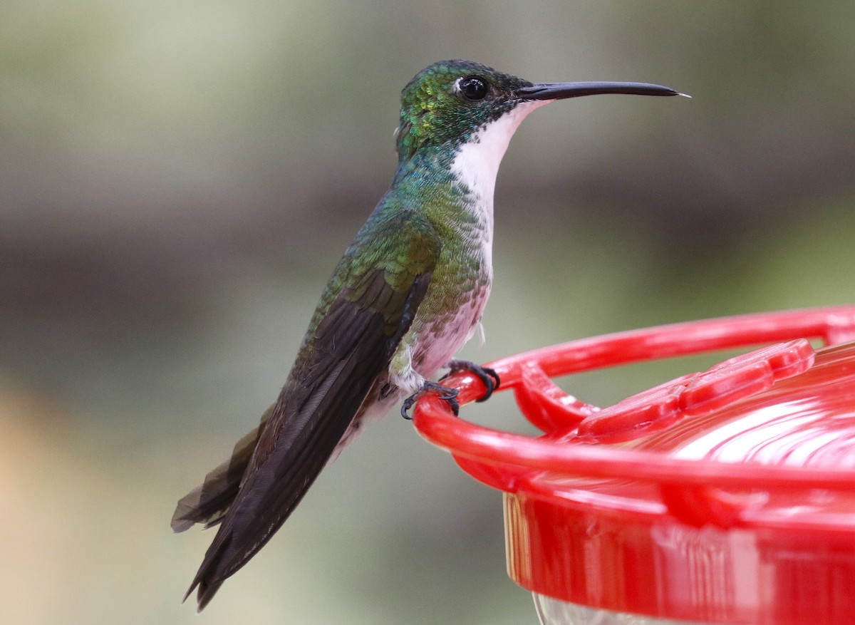 White-chested Emerald - ML634721958