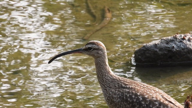 Whimbrel (Hudsonian) - ML634721959