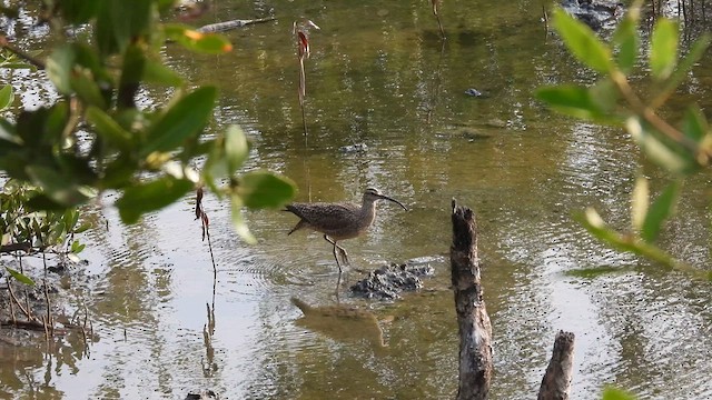 Whimbrel (Hudsonian) - ML634721965