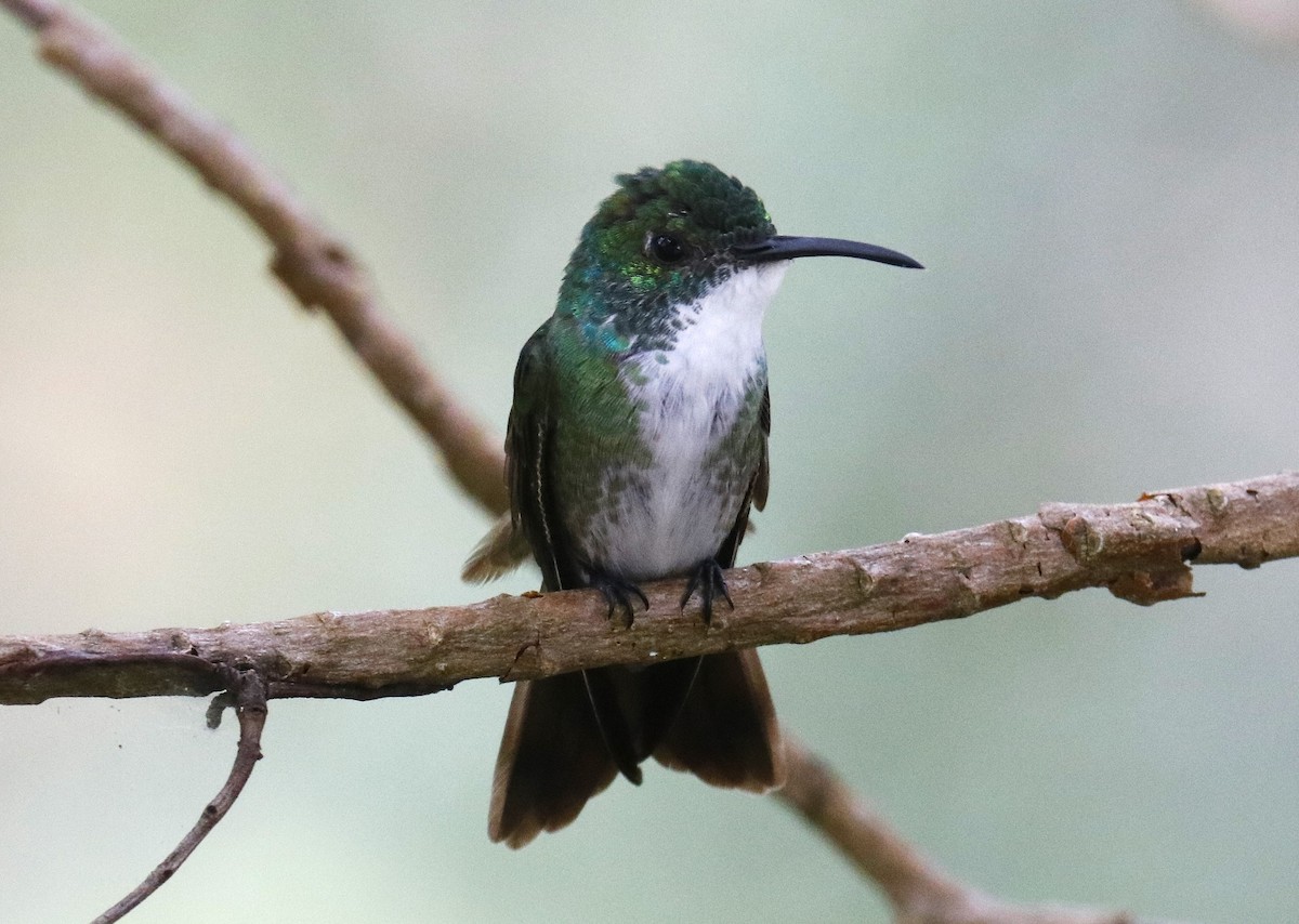 White-chested Emerald - ML634721974