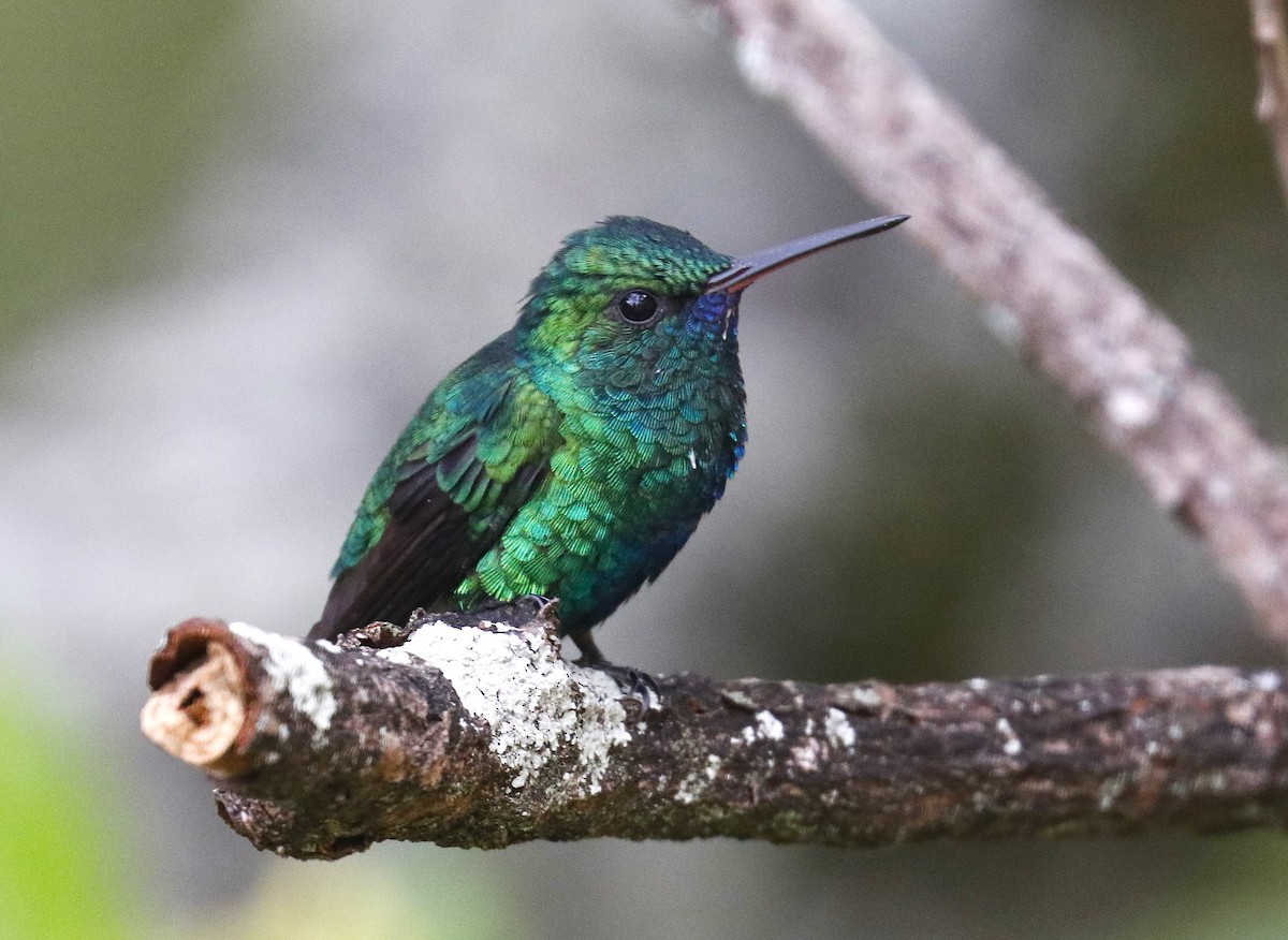Blue-chinned Sapphire - ML634721990