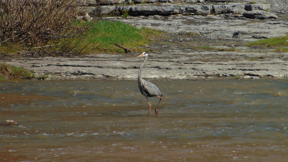Great Blue Heron - ML634721991